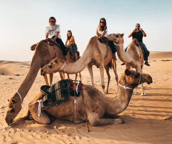 Guided tour to Camel farm